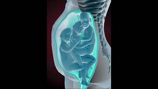 Precious moments of Triplets inside the womb 3D Animation [upl. by Iruyas]