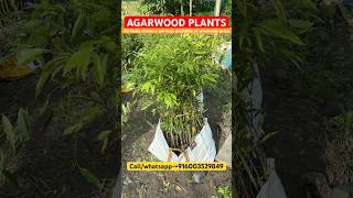 Agarwood plants  Agarwood tree price in Assam Agarwood plant price agarwood agarwood farming [upl. by Leilani765]