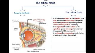 Anatomy of the Orbit 2  Orbital Fasciae  Dr Ahmed Farid [upl. by Nikki]