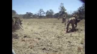 Lion Feeding Part Deux  Antelope Park Zimbabwe [upl. by Coke]