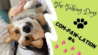 Talking Corgis Video Compilation part 4 [upl. by Allerim]