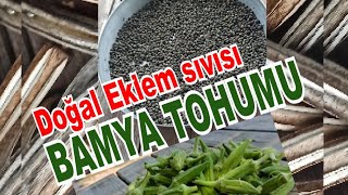 ORGANİK BAMYA TOHUMU DOĞAL EKLEM SIVISI ORGANIC Okra SEED NATURAL JOINT FLUID [upl. by Cirad755]