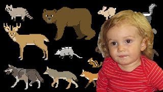 The Kids Picture Show North American Forest Mammals Oskars Video Response [upl. by Conias]