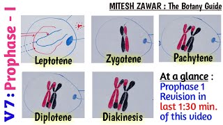 Prophase 1  Leptotene Zygotene Pachytene Diplotene and Diakinesis  Stages of Prophase 1 [upl. by Gilleod216]