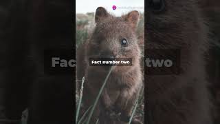 Quokkas factsfeed feed animallover fyp feed facts viralvideo viralshorts shorts [upl. by Rahas]