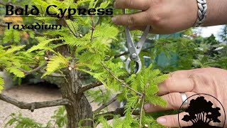 Bald Cypress Taxodium  Greenwood Bonsai [upl. by Notsa190]