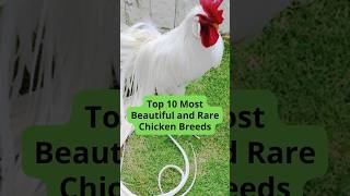 Top 10 Most Beautiful and Rare Chicken Breeds [upl. by Asatan]