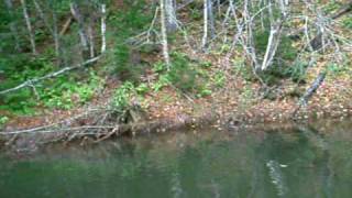 Steelhead on the West River PEI [upl. by Asiek295]