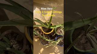 Aloe Vera Plant Update and Propagation aloevera propagation organicgardening shorts gardening [upl. by Pedaias]