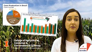 Corn Costs Compared Illinois vs Brazils Mato Grosso [upl. by Zoilla]