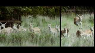 Visit Port Lympne Reserve [upl. by Byram]