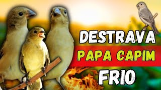 PIADO DE FÊMEA DE PAPA CAPIM FOGOSA 🥵 PARA ESQUENTAR PAPA CAPIM [upl. by Plantagenet518]