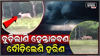 ବାତ୍ୟା ଦାନା ଧିରେ ଧିରେ ଭିତରକନିକାର ପାଖ ହେଉଥିବା ବେଳେ ଏବେ ହେନ୍ତାଳବନରେ ଜୀବଜନ୍ତୁ ମାନେ ଭୟରେ ରହିଛନ୍ତି [upl. by Chastity]