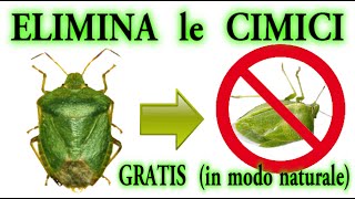 STOP CIMICI a costo zero in modo naturale CIMICE BEDBUGS PUNAISES CHINCHERS [upl. by Leunad]