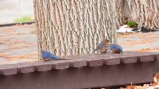 Eastern Bluebirds drinking melted snow [upl. by Ecertap993]