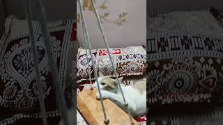 Kinginis time pass bollywood song newsong music pop lovemusic catlover [upl. by Ym442]