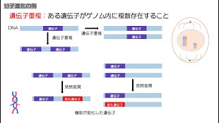 88高校生物「分子進化」2023 [upl. by Eicyaj924]