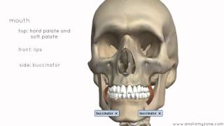 Introduction to the Digestive System Part 1  Mouth and Pharynx  3D Anatomy Tutorial [upl. by Perice]