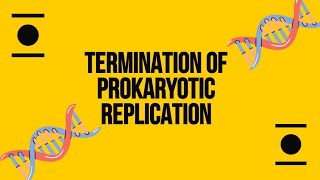 Termination of Prokaryotic replication Bangla [upl. by Charlot]