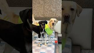 My Dogs Playing HideampSeek ❤️🐾 doglover ytshorts dogshorts minivlog pets [upl. by Prisilla]