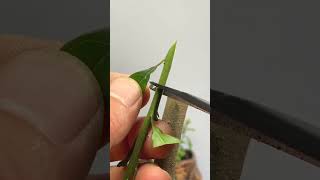 Best method and unique ideas for the grafting of fruit trees grafting plants garden tree​ [upl. by Akiehs]