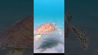 Penyu  sang penjelajah samudra seaturtle animals [upl. by Oap]