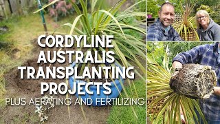 Cordyline Australis Transplanting Projects 🌴😲 [upl. by Adur]