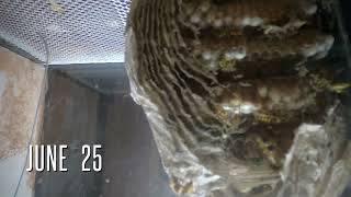 Yellowjacket Nest Time Lapse Week 4 [upl. by Borreri]