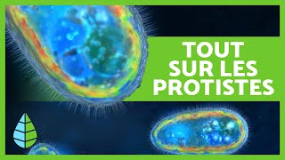 RÈGNE PROTISTE🦠 Définition caractéristiques et classification🔍 [upl. by Ittam]