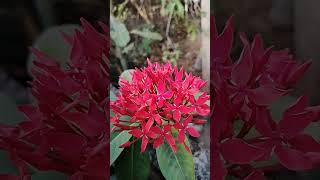 Chinese ixoraPlant 🏵️shorts song trendingshorts flowers [upl. by Jeanna]