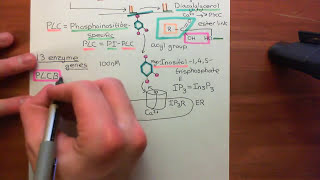 Receptor Tyrosine Kinases Part 13 [upl. by Umont739]