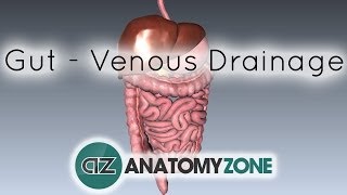 Blood Supply to the Gut Introduction  Part 2 Venous DrainagePortal System [upl. by Adnoral]