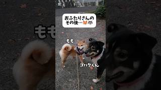 エヘヘ shorts 柴犬 dog [upl. by Aisenet]