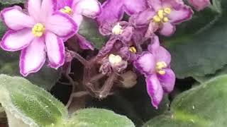 SAINTPAULIA KEVS HEAVENLY STAR AFRICAN VIOLET PLANT [upl. by Ingeborg]