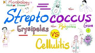 Erysipelas vs Cellulitis  Group A ßhemolytic Streptococcus  Microbiology 🧫 amp Infectious Diseases🦠 [upl. by Percival419]