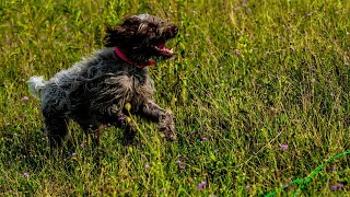 Training Your Wirehaired Pointing Griffon The Basics [upl. by Atcele]