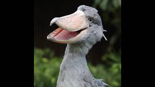 The Dancer shoebill stork [upl. by Dripps]