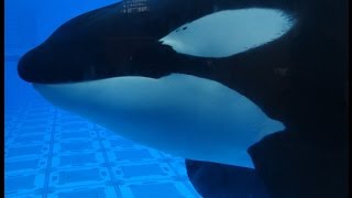 Tilikum and Trua  May 20 2013 Part 1  SeaWorld Orlando [upl. by Ayila44]