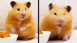 Another Weird Hamster [upl. by Solegnave]