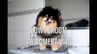 How To Groom a Pomeranian [upl. by Ziegler]