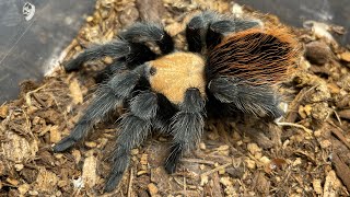 Brachypelma Albiceps Rehousing a stubborn Mexican golden red rump and showing off the three I own [upl. by Aik804]