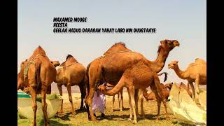 Maxamed Mooge Heesta Geela markuu dararan yahay [upl. by Acimahs]