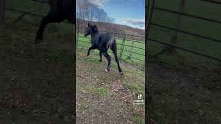 2 Year Old Grey Percheron Hexagram Jumping 3Ft [upl. by Llednek]