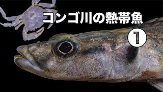 コンゴ川 に生息する 熱帯魚 1 コンゴテトラ ライオンヘッドシクリッド [upl. by Clyde894]