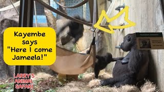 Baby Gorilla  Kayembe and Jameela playing Kayembe 58 [upl. by Apul]