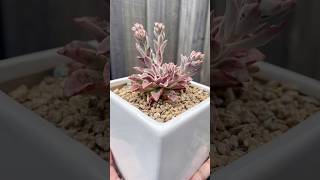 Echeveria Fantastic Fountain echeveria succulent plants succulentflowers succulentobsession [upl. by Wendy]