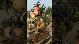 How to Grow Apple at Home Using New Technique 🍎 plants shorts farming [upl. by Petite]