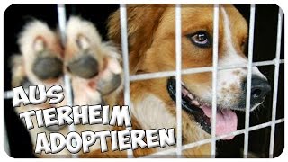 Haustier aus dem Tierheim  Tierschutz adoptieren So läuft die Vermittlung ab Tipps [upl. by Atirec]