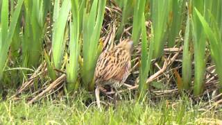 Corncrake South Uist 10th May 2015 [upl. by Sybyl]