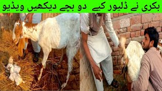 Goat Giving Birth To Baby  Goat Goat Giving Birth  Goat Farming Goat Delivery  bakri ke bacche [upl. by Eicul]